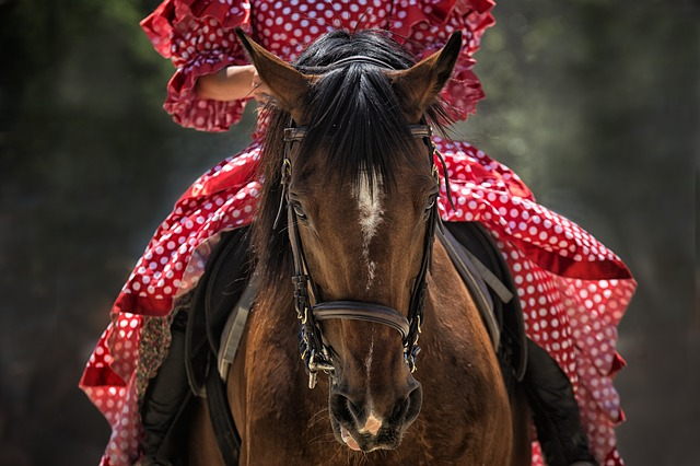 Quel cheval pour débuter l&rsquo;équitation ?