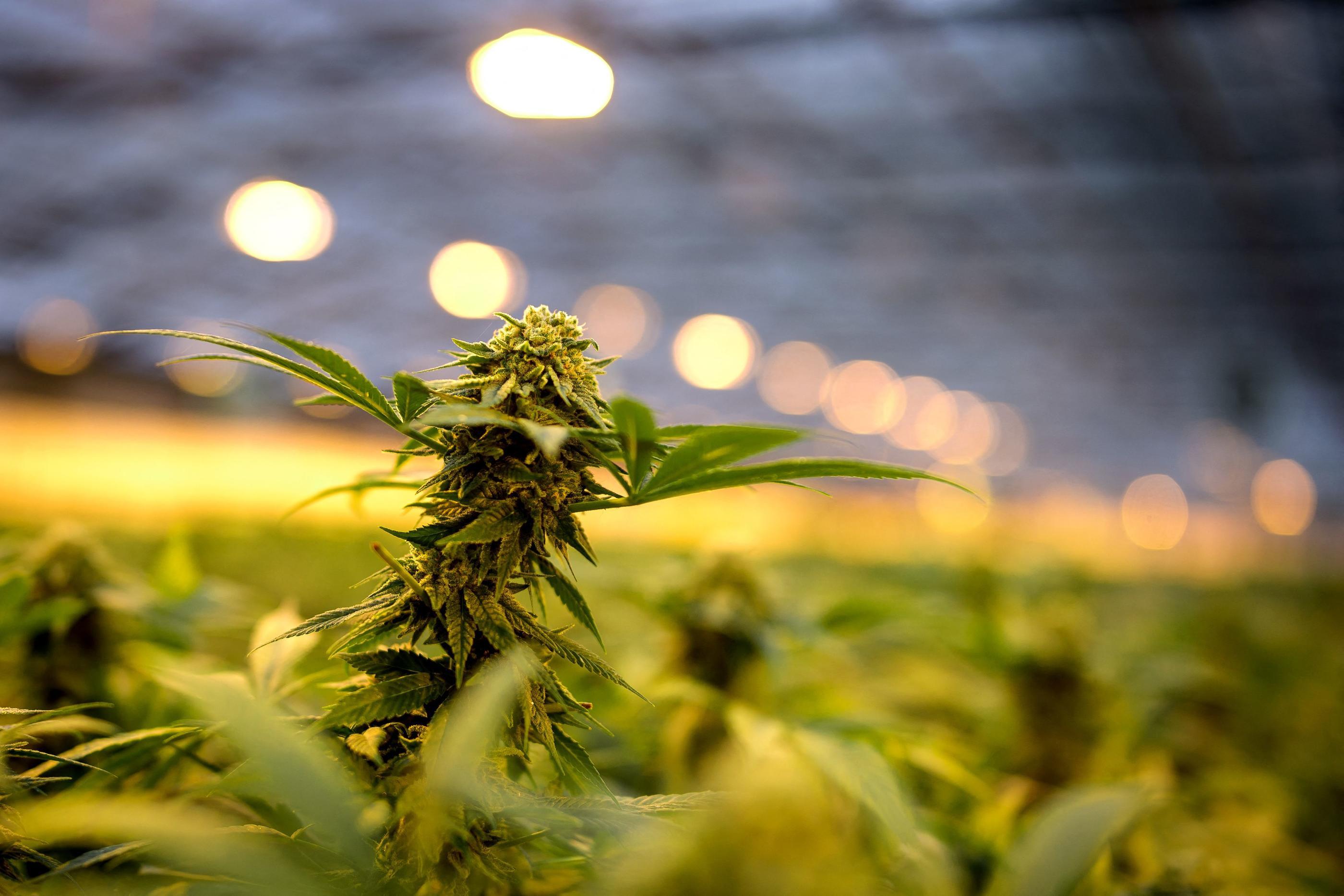 L&rsquo;huile de CBD remède miracle ?